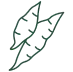 Cassava