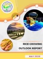 Rice Growing Outlook Report May 2020