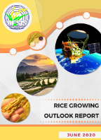 Rice Growing Outlook Report June 2020