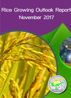 Rice Growing Outlook Report November 2017