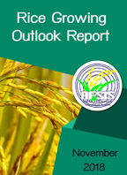 Rice Growing Outlook Report November 2018