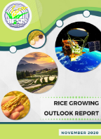 Rice Growing Outlook Report November 2020