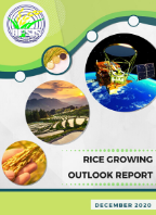 Rice Growing Outlook Report December 2020