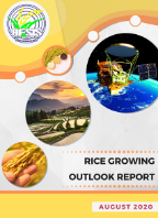 Rice Growing Outlook Report August 2020