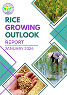 Rice Growing Outlook Report January 2024