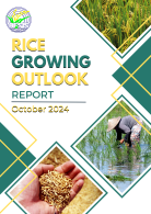 Rice Growing Outlook Report October 2024