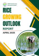 Rice Growing Outlook Report April 2025