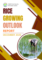 Rice Growing Outlook Report December 2025