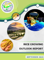 Rice Growing Outlook Report September 2020