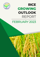 Rice Growing Outlook Report February 2023