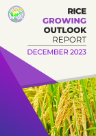 Rice Growing Outlook Report March 2023