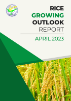 Rice Growing Outlook Report April 2023