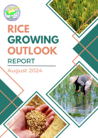 Rice Growing Outlook Report March 2024