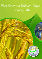 Rice Growing Outlook Report February 2017